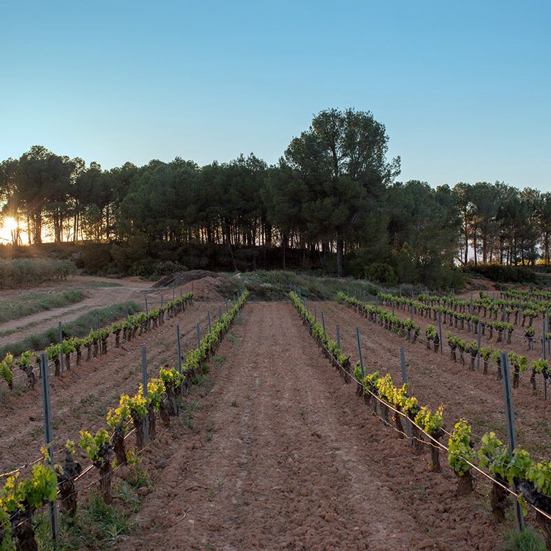 Bodegon_Requena-normal